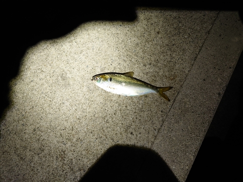 コノシロの釣果