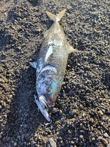 イナダの釣果