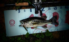 ラージマウスバスの釣果