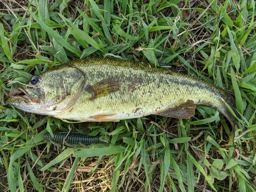 ラージマウスバスの釣果