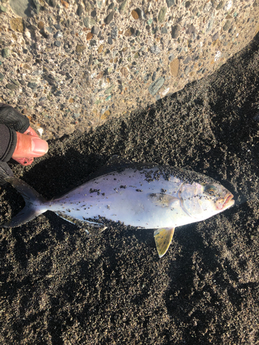 ショゴの釣果