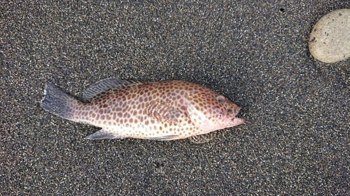 オオモンハタの釣果