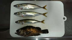サバの釣果
