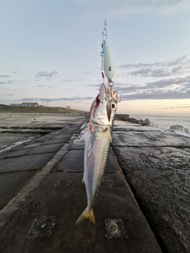 サバの釣果