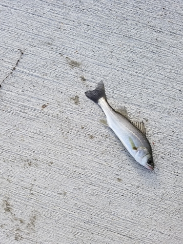 セイゴ（マルスズキ）の釣果