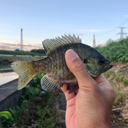 ブルーギルの釣果