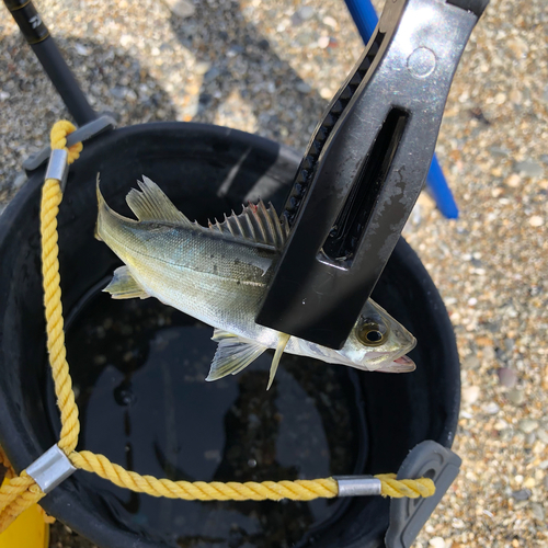 セイゴ（ヒラスズキ）の釣果