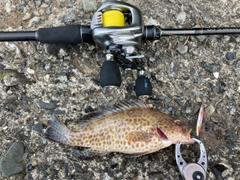オオモンハタの釣果
