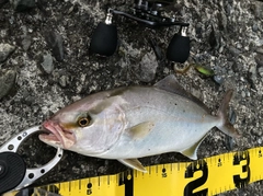 ショゴの釣果