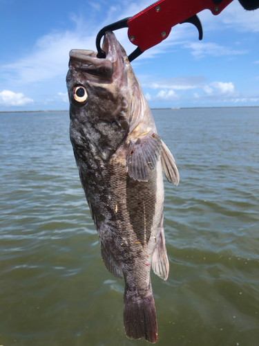 クロソイの釣果