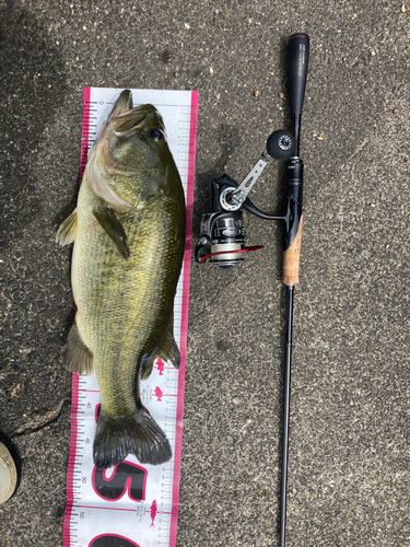 ブラックバスの釣果