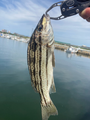 シマイサキの釣果