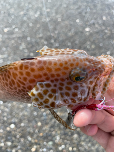 オオモンハタの釣果