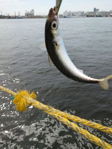 サバの釣果