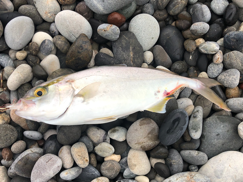 ショゴの釣果