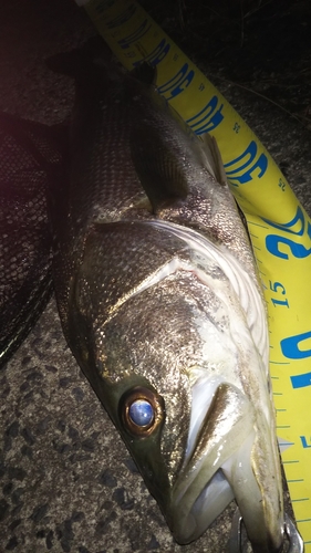 シーバスの釣果