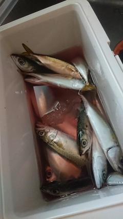 サバの釣果