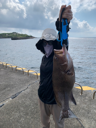 オオモンハタの釣果