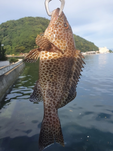 オオモンハタの釣果