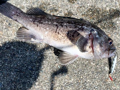 クロソイの釣果