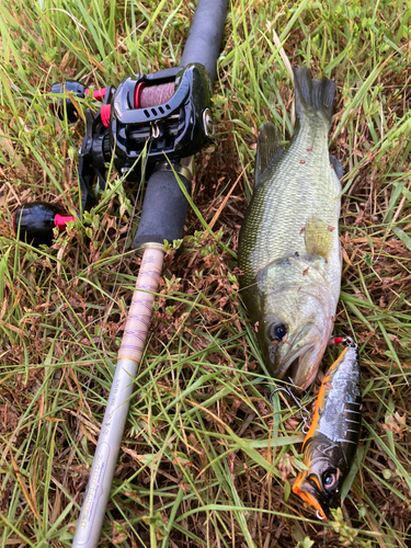 ラージマウスバスの釣果