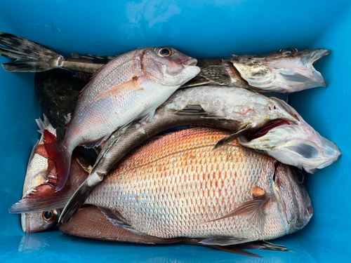 マダイの釣果