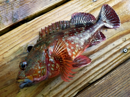 カサゴの釣果