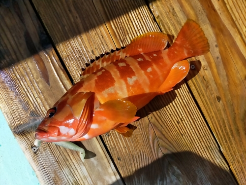 アカハタの釣果