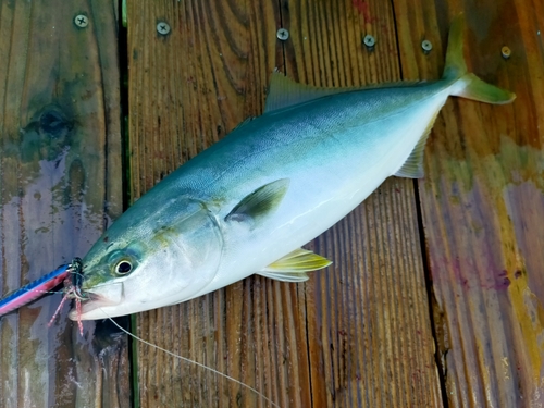 ワカシの釣果