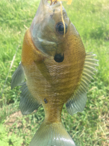 ブルーギルの釣果