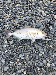 ショゴの釣果