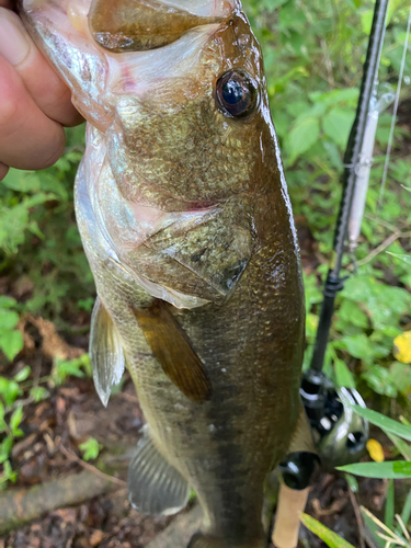 ブラックバスの釣果