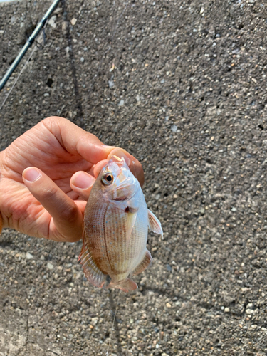 タイの釣果