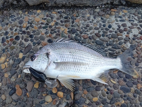 キビレの釣果