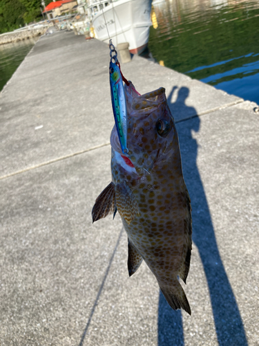 オオモンハタの釣果