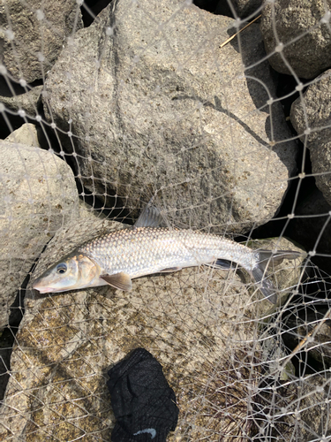 ニゴイの釣果