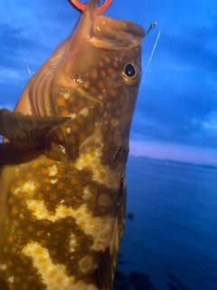 アコウの釣果