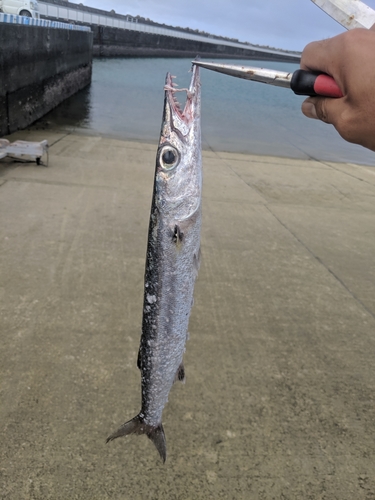 オニカマスの釣果