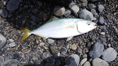 ワカシの釣果