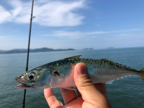 サバの釣果