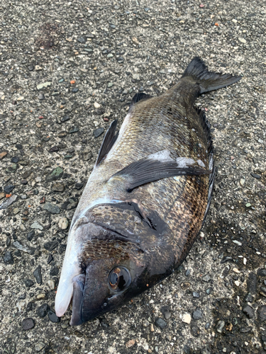 チヌの釣果