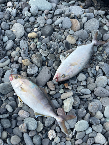 ショゴの釣果