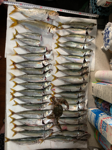 サバの釣果