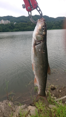 ハスの釣果