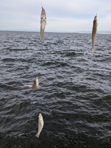 キスの釣果