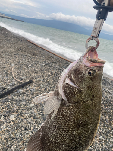 マツダイの釣果