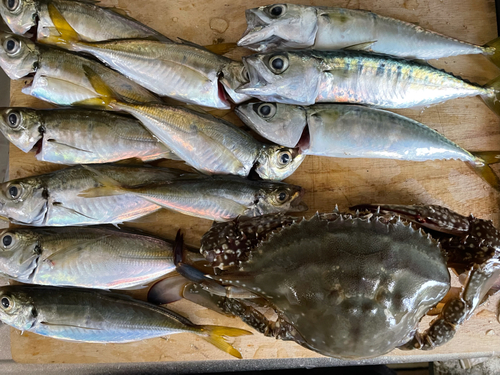 アジの釣果