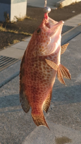 オオモンハタの釣果