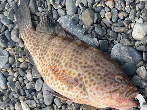 オオモンハタの釣果