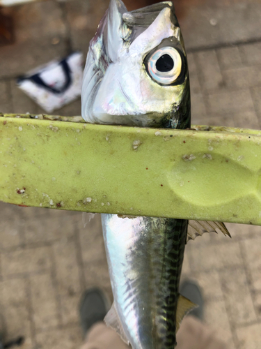 サバの釣果